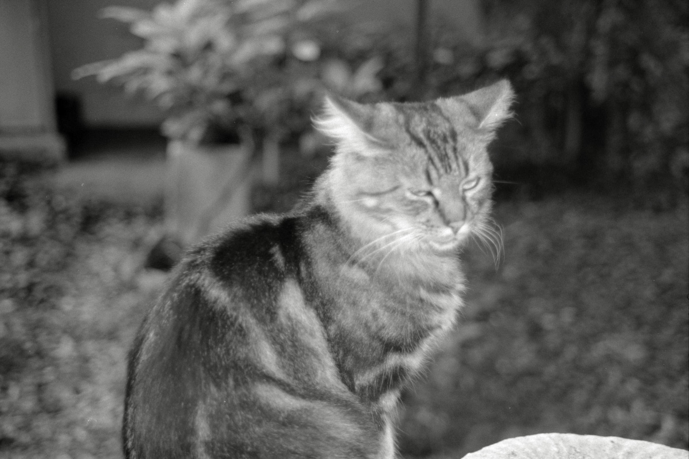 AHP F1990 09 003 sc250506 img33 NLP